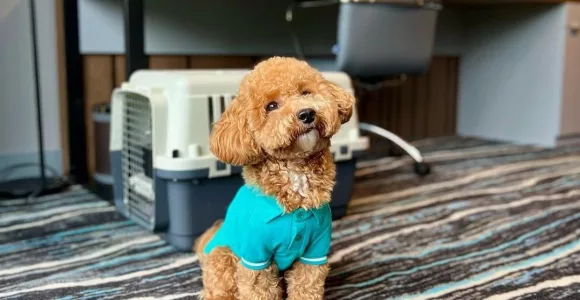 Pet-friendly